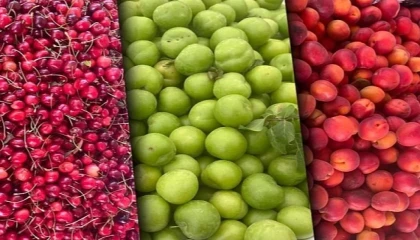 Tarım ÜFE aylık azaldı, yıllık arttı! En yüksek artış yumuşak ve sert çekirdekli meyvelerde