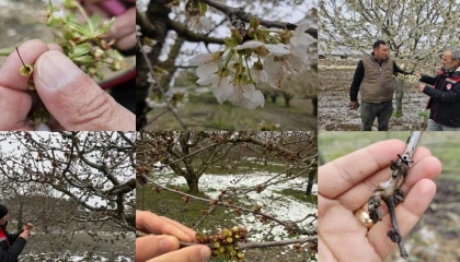 Zirai don mağduru çiftçilere destek müjdesi... 65 ilde 16 ürün için ödemeler başlıyor