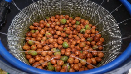 Antalya Büyükşehir’den ceviz üreticisine makine desteği