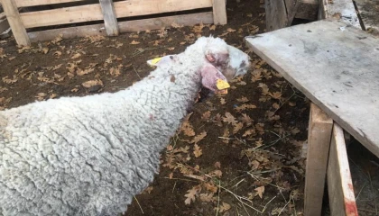 Bilecik Pazaryeri’nde çiftçiyi üzen olay!