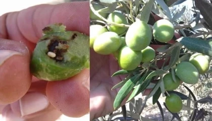 Bursa Mudanya’da zeytin üreticilerine takoz uyarısı