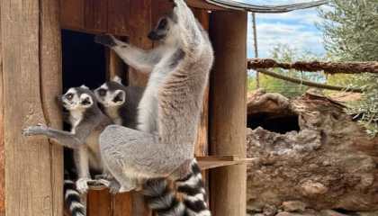 İzmir’de davranış zenginleştirme atölyesi