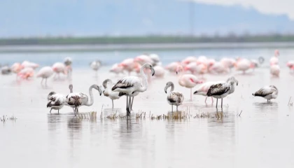 Keşan Kent Konseyi’nden Gala Gölü çağrısı: Doğanın kalbine türbin dikilmesin!