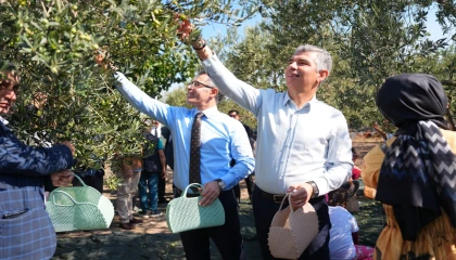 Manisa Soma’da zeytin hasadı şenliği