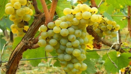 Misket Üzümü yeniden hayat buluyor... Kahvenin yanına Bornova misketi