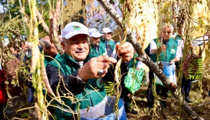Ordu’da Akkuş fasulyesi markalaşıyor, hasat başladı