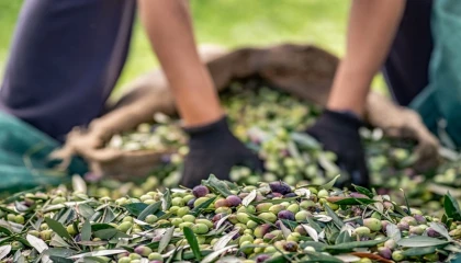 Sofralık zeytin ihracatında 255 milyon dolarlık tarihi rekor
