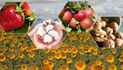 Tarımda zor yıl beklentisi! Bitkisel üretimde düşüş bekleniyor
