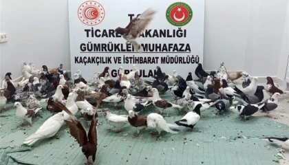 Ticaret’te ’kanatlı’ operasyon! Gürbulak’ta 85 ’Cancan’ ele geçirildi