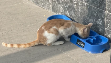 Uludağ Elektrik’in ’Sevgimiz, Enerjimiz Sizinle’ projesi sokak hayvanlarına umut oluyor