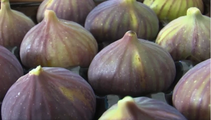 “UYMSİB: Bursa siyah inciri ihracatında zor yıl”