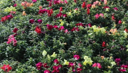 Antalya’da kışlık çiçeklerle rengarenk kent silüeti