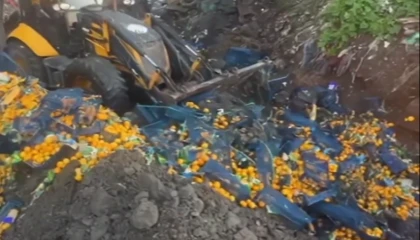 Artvin Sarp Sınır Kapısı’nda 6,1 ton mandalina imha edildi!