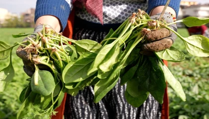 Bursa Osmangazi’de doğal tarım hamlesi! İlaçsız ıspanak hasadı yapıldı