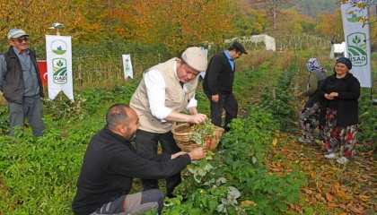 Bursa Osmangazi’de üzümsüz meyvelerde organik seferberlik... İlk hasat Başkan Aydın’dan