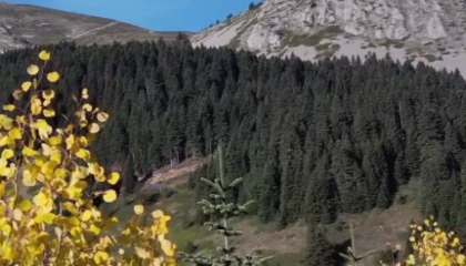 Ilgaz Dağı sonbaharda renk cümbüşü