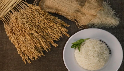 İpsala Pirinci’ne AB tescili... Trakya’nın ilk ve tek AB coğrafi işaretli ürünü