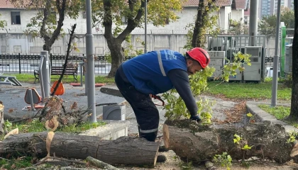 İstanbul Bakırköy’de teke böceğine karşı etkin mücadele