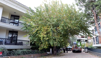 İstanbul Maltepe’de budama çalışmaları başladı