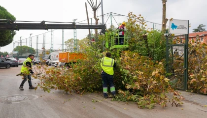 İstanbul Maltepe’de budama zamanı