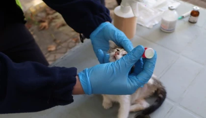 İstanbul’da hayvanlara yerinde tedavi