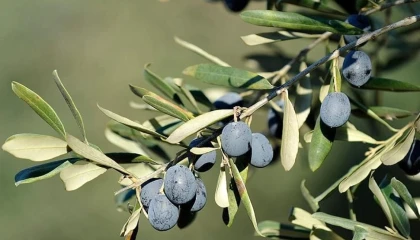 İşte Bursa’da zeytin üreticinin en büyük sorunu