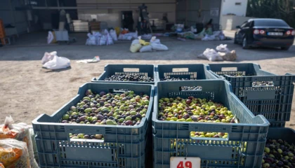 İzmir Bornova’da zeytin dalından sofraya ücretsiz ulaşım