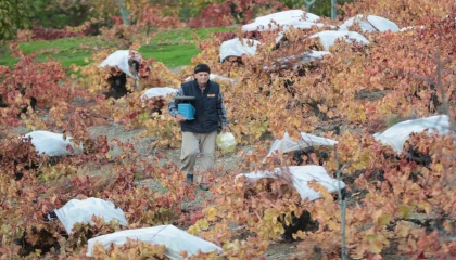 Kavacık’ın coğrafi işaretli üzümüne büyük ilgi