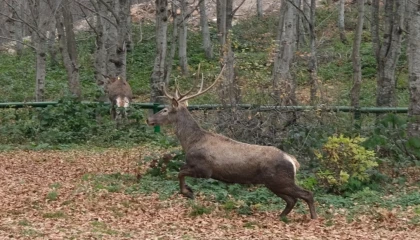 Kocaeli’de 8 kızıl geyik daha Kuzuyayla’ya salındı