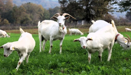 Kocaeli’de süt otu desteği meraları yeşertti