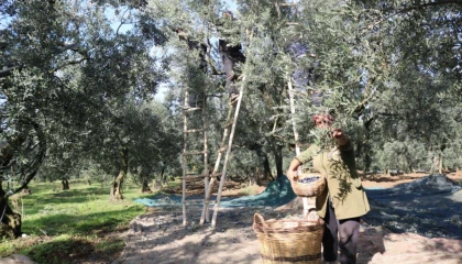 Marmarabirlik zeytin alım fiyatlarını açıkladı... Taban 55 TL, tavan 160 TL!