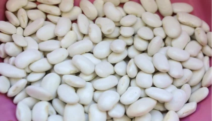 Mersin’de Leklek Fasulyesi yeniden hayat buluyor