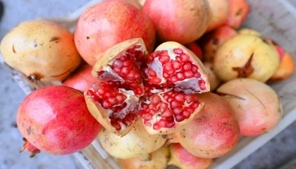 Mersin’de üreticilere nar taneleme ve sıkma makinesi desteği