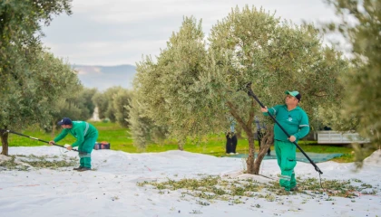 Muğla’da Milas Belediyesi zeytin hasadına başladı