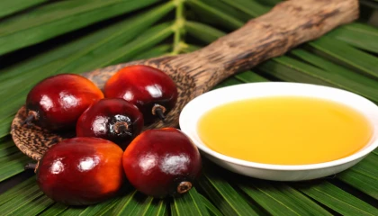 Palmiye yağının sağlık rolü bilimsel bulgularla netleşiyor