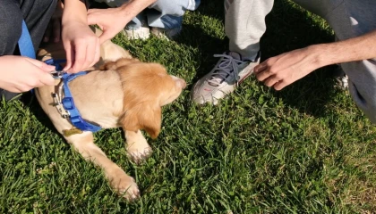 “Pati İzi” sokak hayvanlarına umut oluyor