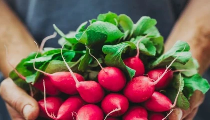 Pestisitte ’turp yaprakları’ ayarı! Küçük ve büyük türler ayrı sınıflandırıldı!