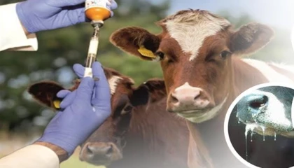 Şap hastalığı kontrol altında!