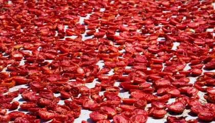 Şifa deposu kuru domates ihracatta dünya ikincisi