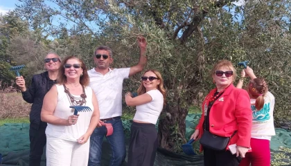 Urla’da zeytin hasadı etkinliği