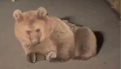 Yaralı bozayı Kars’ta tedavi altında