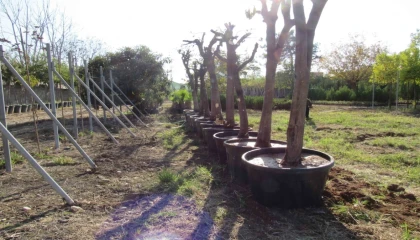 Adana’da kavşak çalışmalarında ağaçlara hassas dokunuş