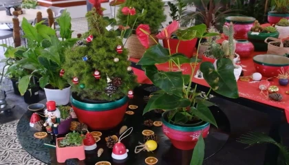 Başkentte bitki evleri görsel şölene dönüştü