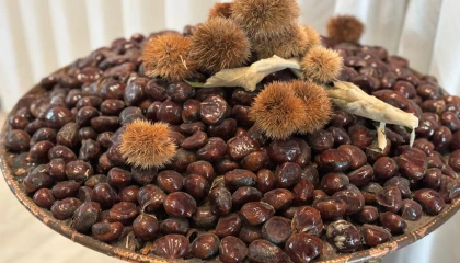 ’Bursa Kestanesi’nin geleceği masaya yatırıldı