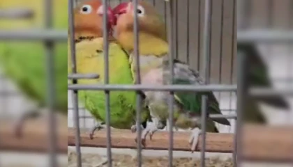 Çanakkale Biga’da belgesiz papağan operasyonu: 9 kuş yakalandı