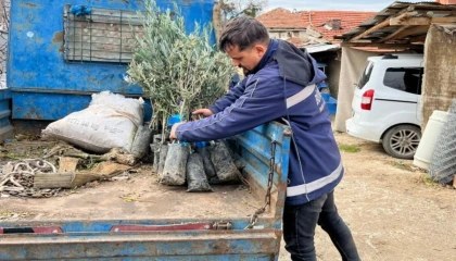 Eskişehir Büyükşehir’den üreticiye zeytin fidanı desteği