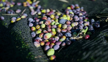 İzmir Bornova’da 1500 zeytin ağacında hasada başlandı
