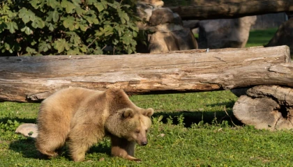 İzmir Doğal Yaşam’ın yeni sakinleri siyah jaguar ve boz ayı oldu