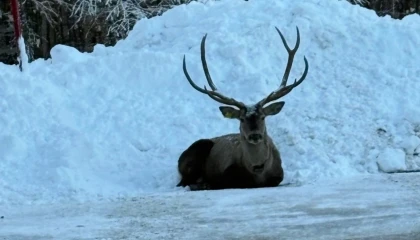 Karla kaplı Kuzuyayla’da kızıl geyik görüntülendi