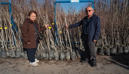 Kocaeli 3 bin 600 Trabzon hurması fidanı dağıtıyor